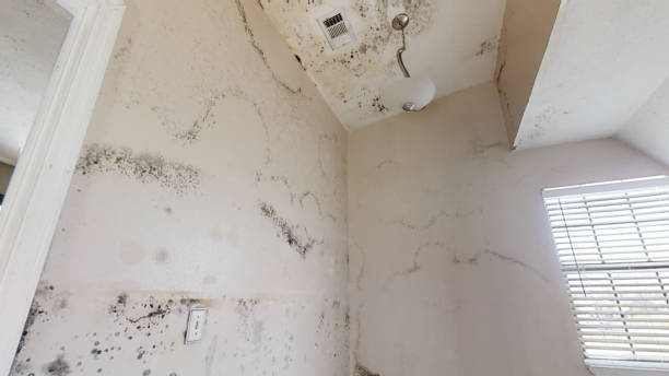 Professional Mold Inspection, Removal & Remediation in Palmer, AK